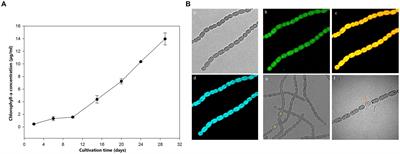 Growth of freshwater cyanobacterium Aphanizomenon sp. ULC602 in different growing and nutrient conditions